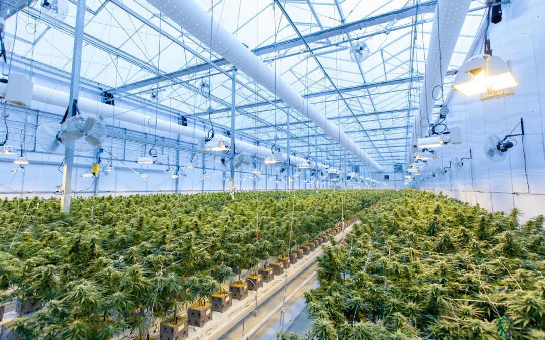 Groups Call for Excise Tax Reform as Dried Cannabis Flower Prices Continue to Fall