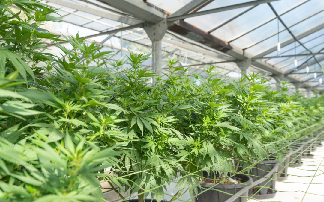 Why the Canadian Cannabis Market Needs Accurate Pricing Data